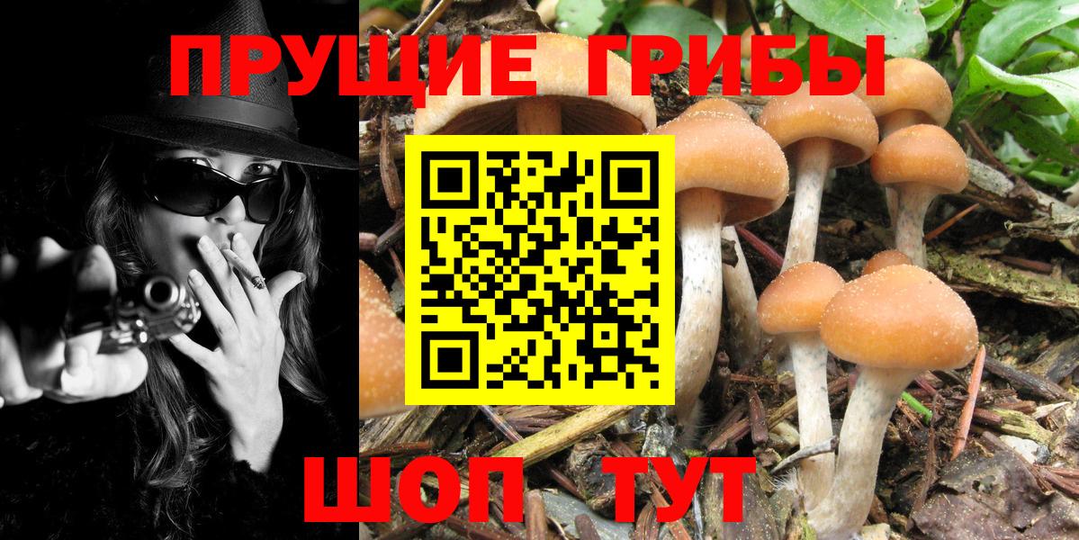 Галлюциногенные грибы Cubensis  Вход с VPN  Гусев  как найти закладки  Галлюциногенные грибы Psilocybine cubensis 